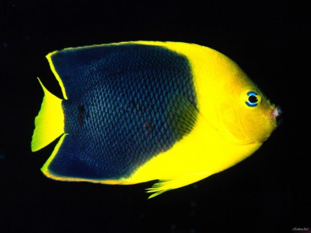 سمك زينة اصفر (3)