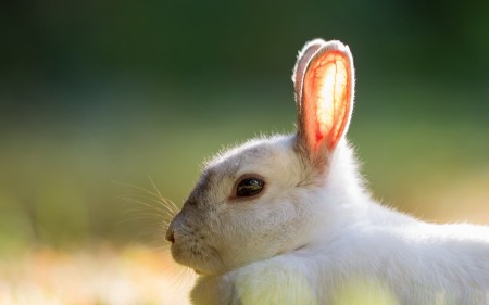 صور ارانب بيضاء (1)