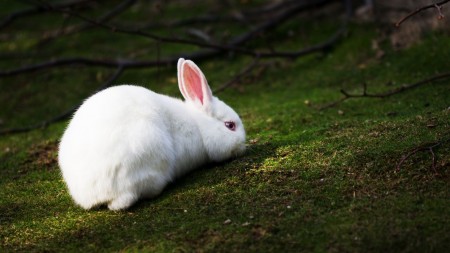 صور ارانب بيضاء (4)