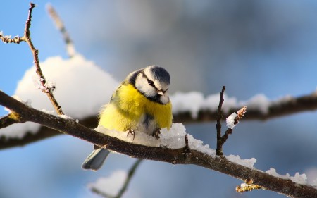 صور طيور ملونة جميلة خلفيات الطيور بانواعها (5)