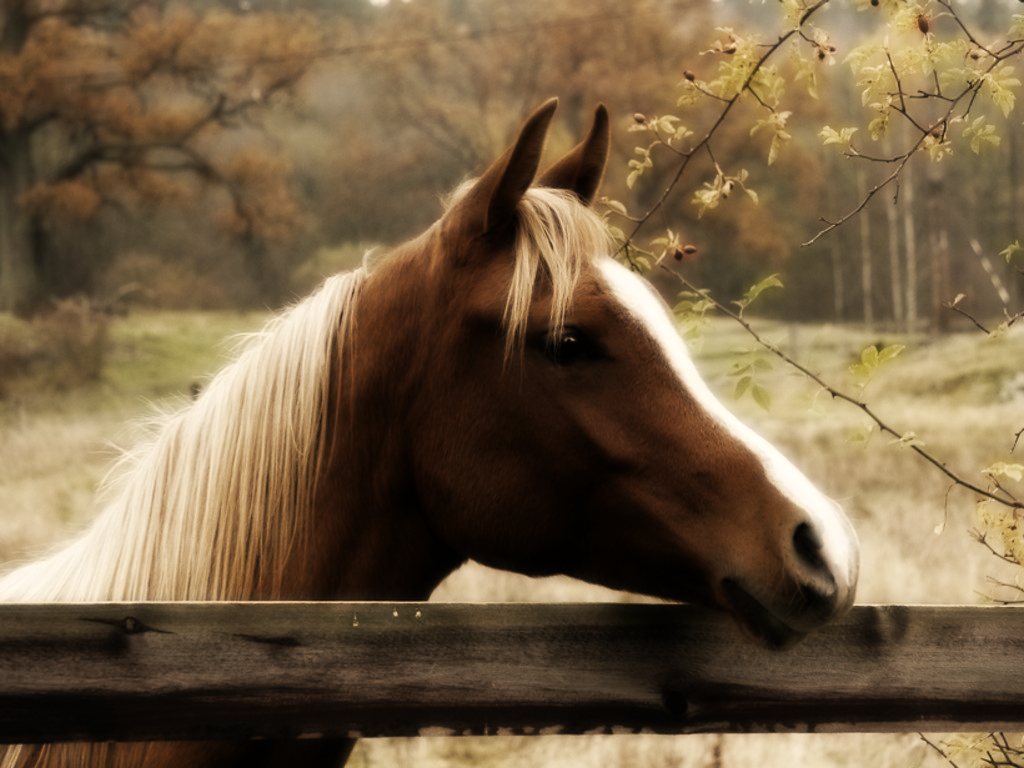 صور خيول  (3)