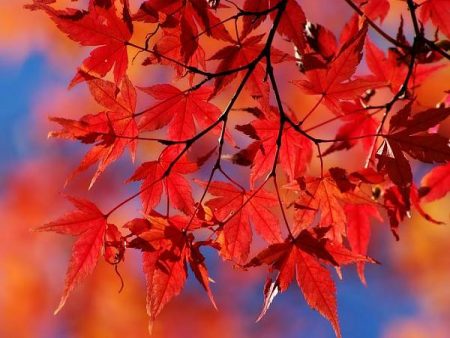 صور اوراق الشجر خلفيات عن فصل الخريف 2017 (3)