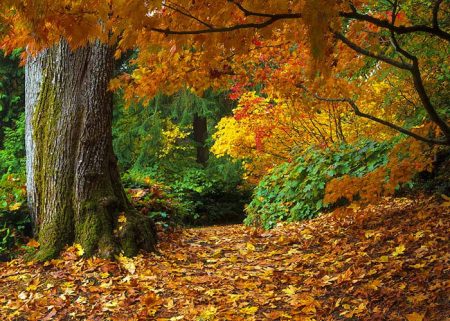 صور اوراق الشجر خلفيات عن فصل الخريف 2017 (4)