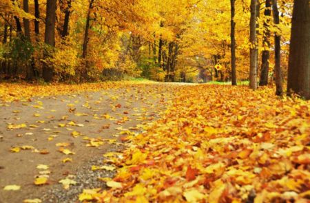 ورق شجر متساقط فصل الخريف بالصور (2)