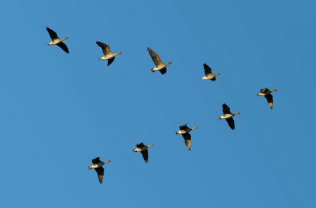 صور رمزية طيور مهاجرة HD (3)