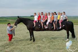 اكبر حصان في العالم