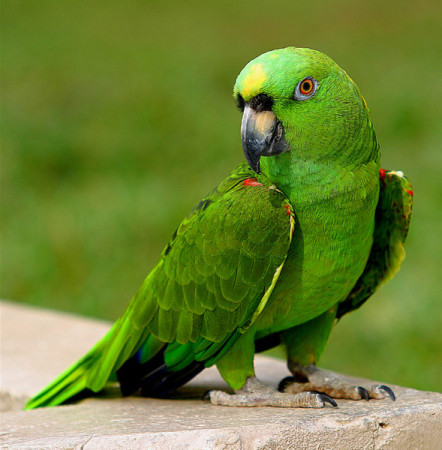 صور طيور اخضر