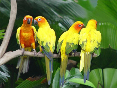 صور طيور اصفر