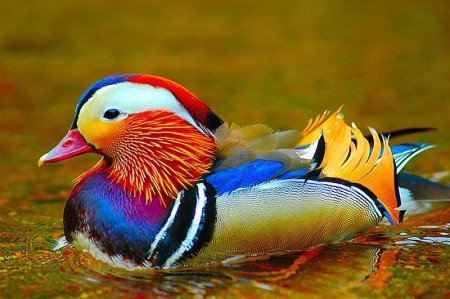 صور طيور بالوان جديدة