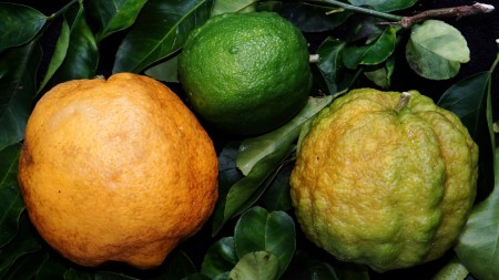 صور فاكهة ليمون (5)
