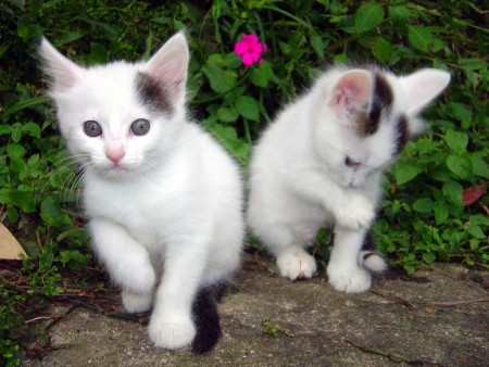 صور قطط بيضاء (1)
