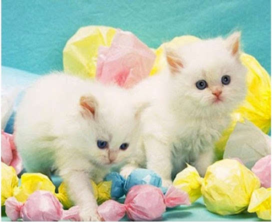 صور قطط بيضاء (3)