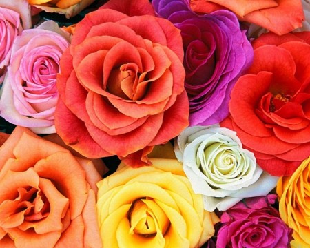 زهور باللون الاحمر والوردي (4)
