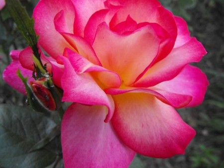 زهور باللون الاحمر والوردي (5)