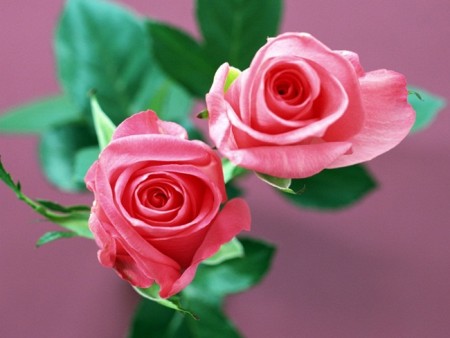 زهور باللون الاحمر والوردي (6)
