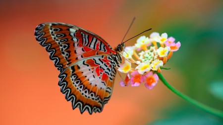اجمل اشكال الفراشات الملونة (2)