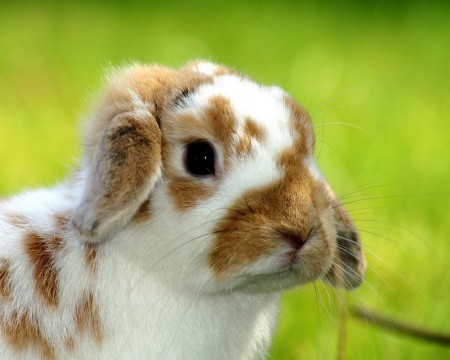 ارانب جميلة بالصور (2)