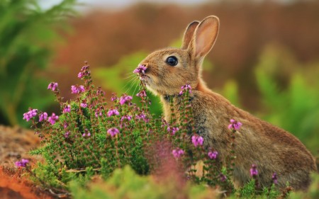 ارانب جميلة بالصور (5)