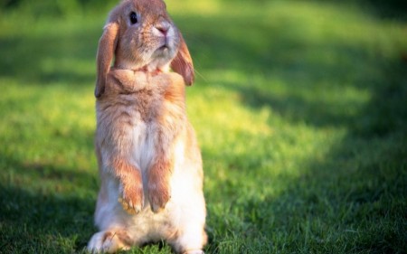 ارانب جميلة جدا (4)