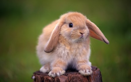 ارانب جميلة جدا (5)