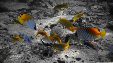 انواع اسماك الزينة الملونة (5)