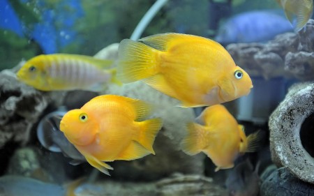 سمك زينة اصفر (1)