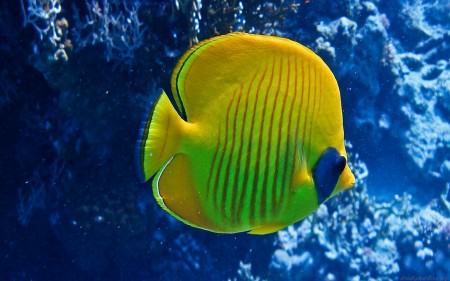 سمك زينة اصفر (2)