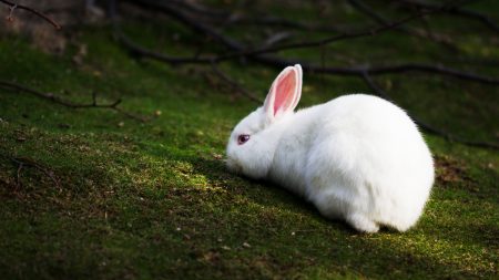 صور ارانب بيضاء (3)