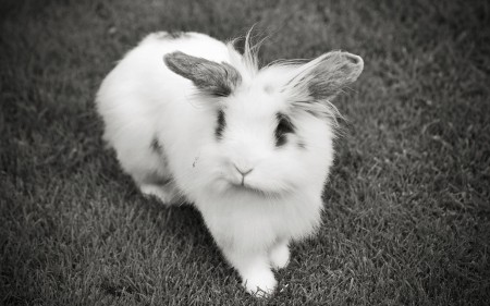 صور ارانب بيضاء (5)