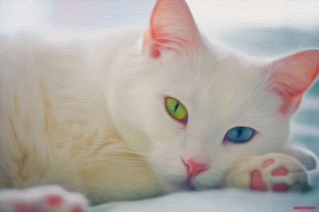 صور قطط بيضاء (1)
