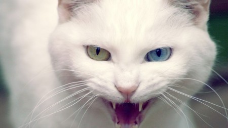 صور قطط بيضاء (6)