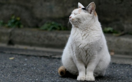 صور قطط بيضاء (7)