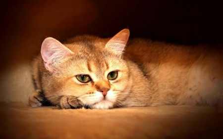 صور قطط حلوة (1)