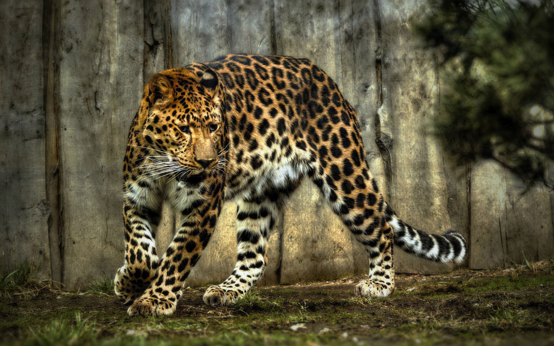 صور حيوانات الغابة بالكامل HD اجمل صور خلفيات الحيوانات ميكساتك