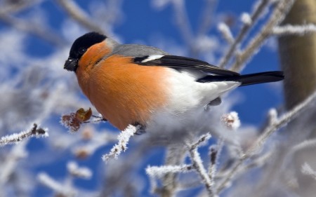صور انواع الطيور المختلفة ملونة (2)