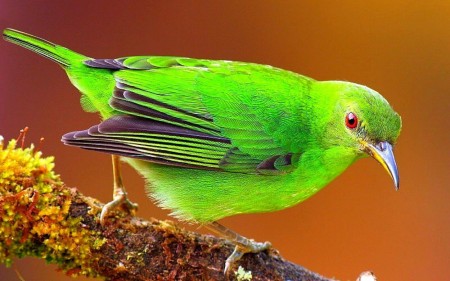 صور طيور ملونة جميلة خلفيات الطيور بانواعها (1)