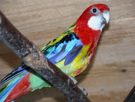 عصافير ملونة (2)
