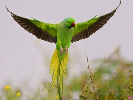 عصافير ملونة (2)