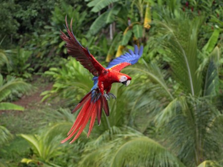 عصافير ملونة (3)