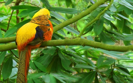 عصافير ملونة (4)