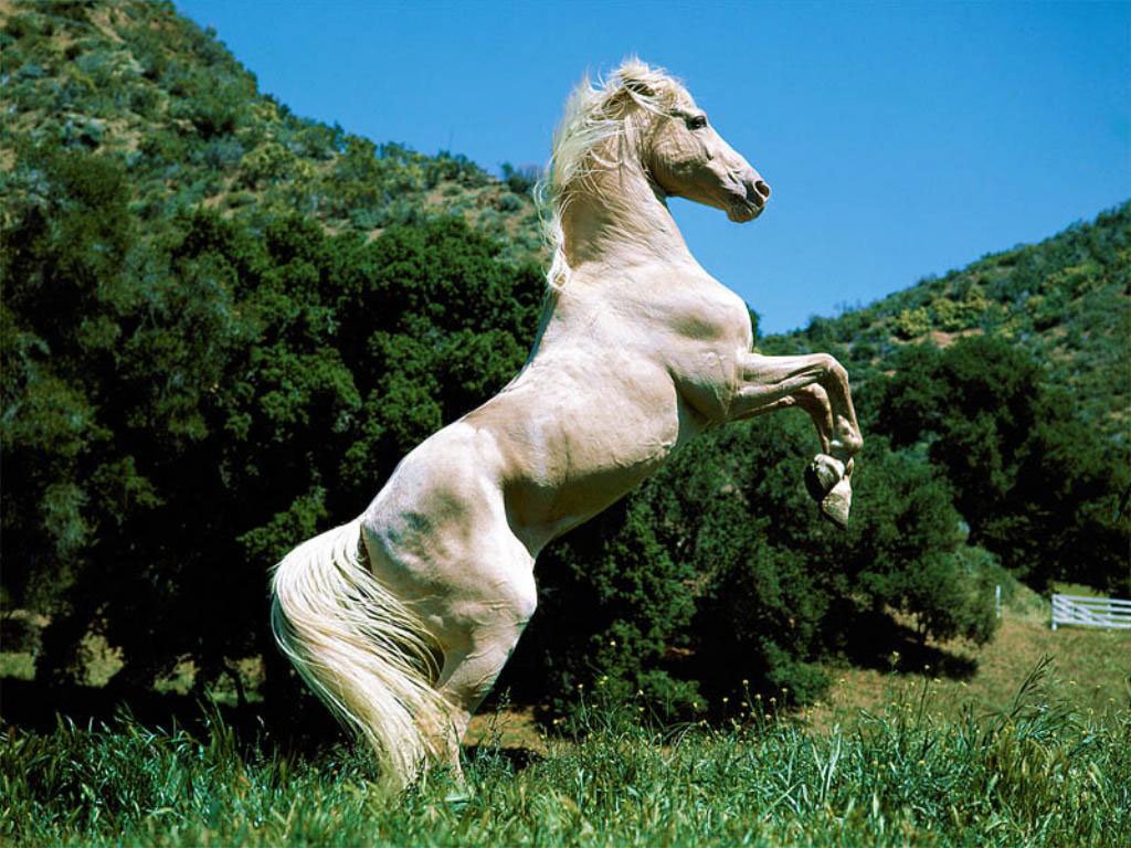 اجمل خيول في العالم (3)