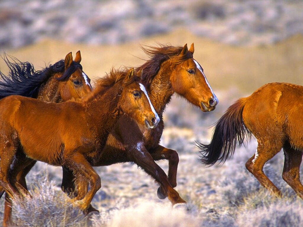 خيول جميلة بالصور (2)