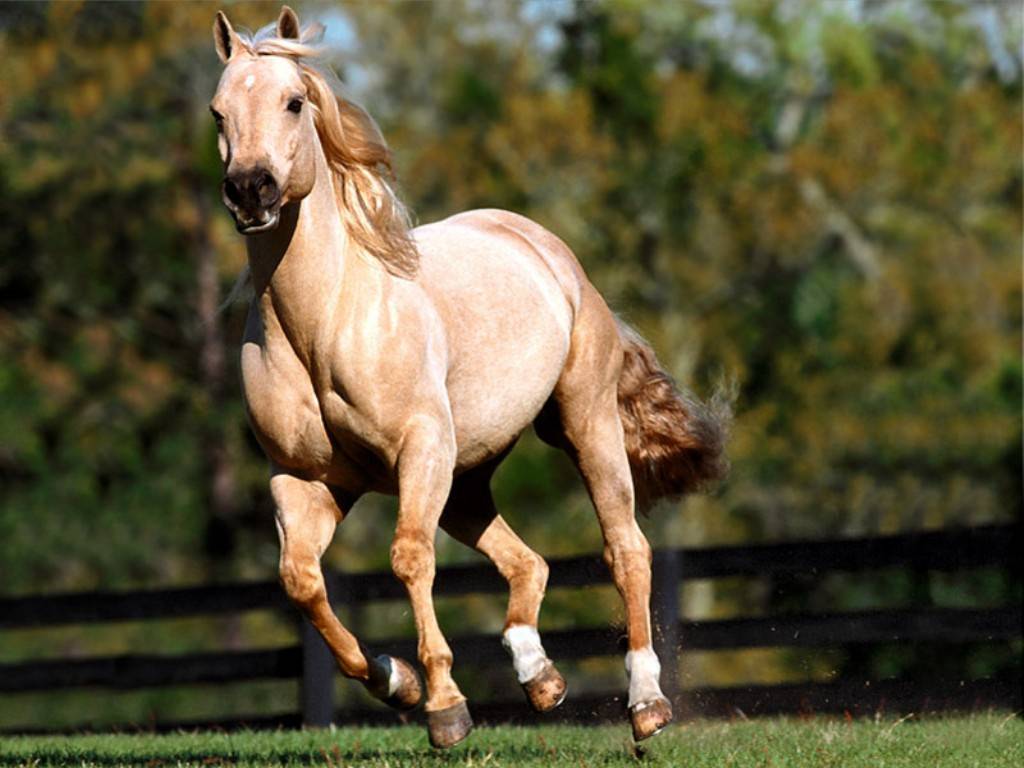 خيول عربية اصيلة (4)