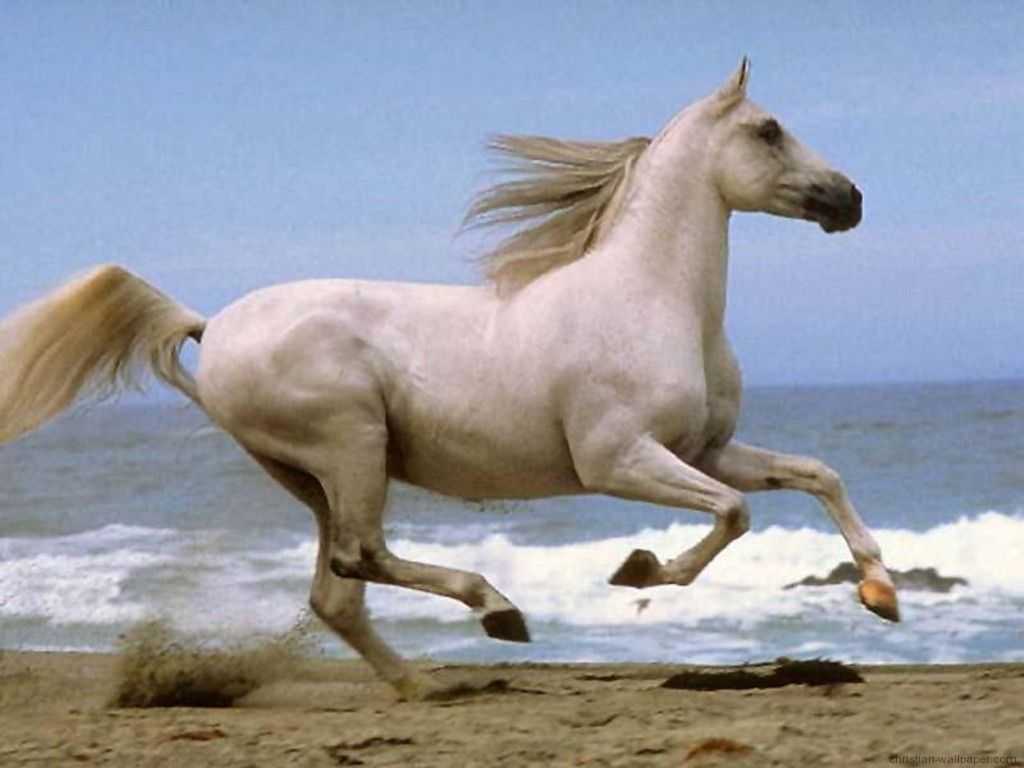 خيول عربية اصيلة (6)