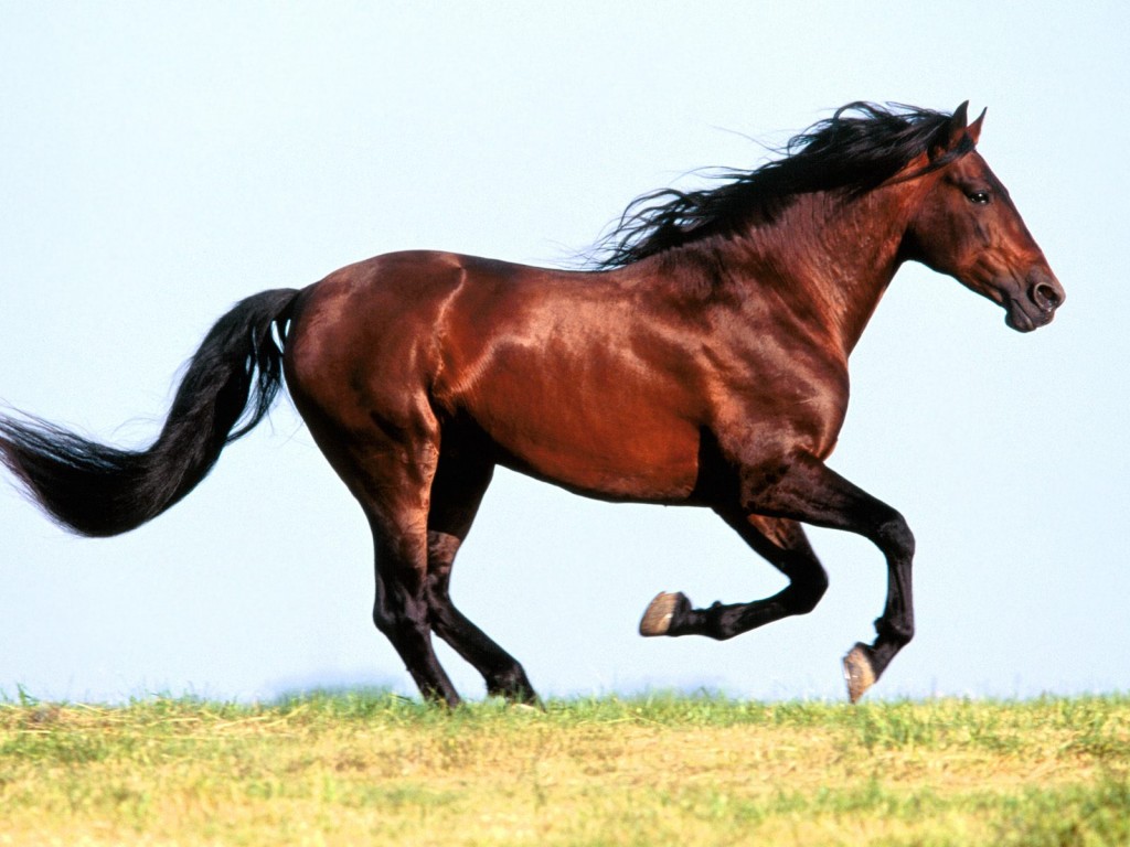 صور خيول عربية  (2)