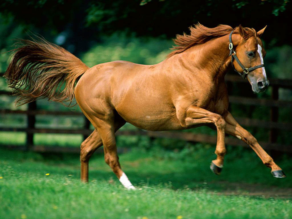 صور خيول عربية  (3)