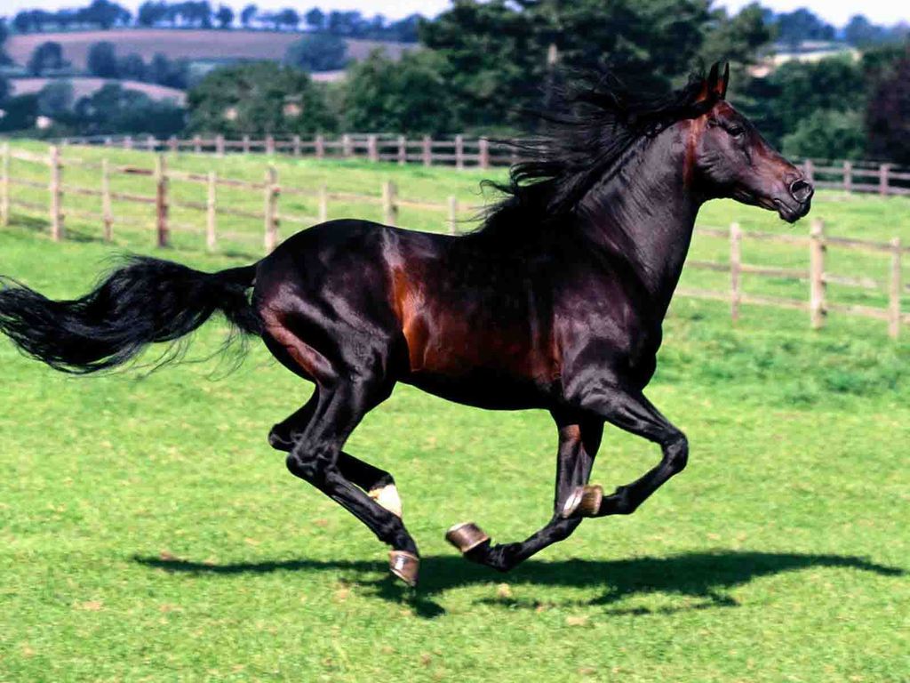 الخيول العربية  (2)