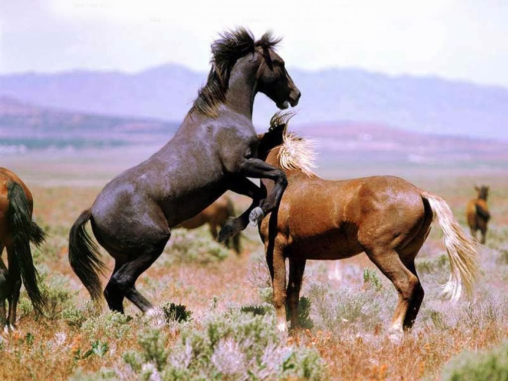 خيول عربية واحصنة عربية (1)