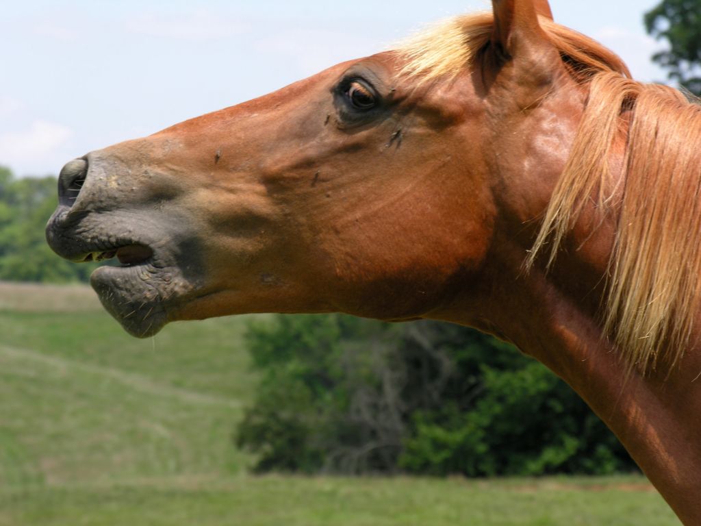 صور حصان عربي (1)