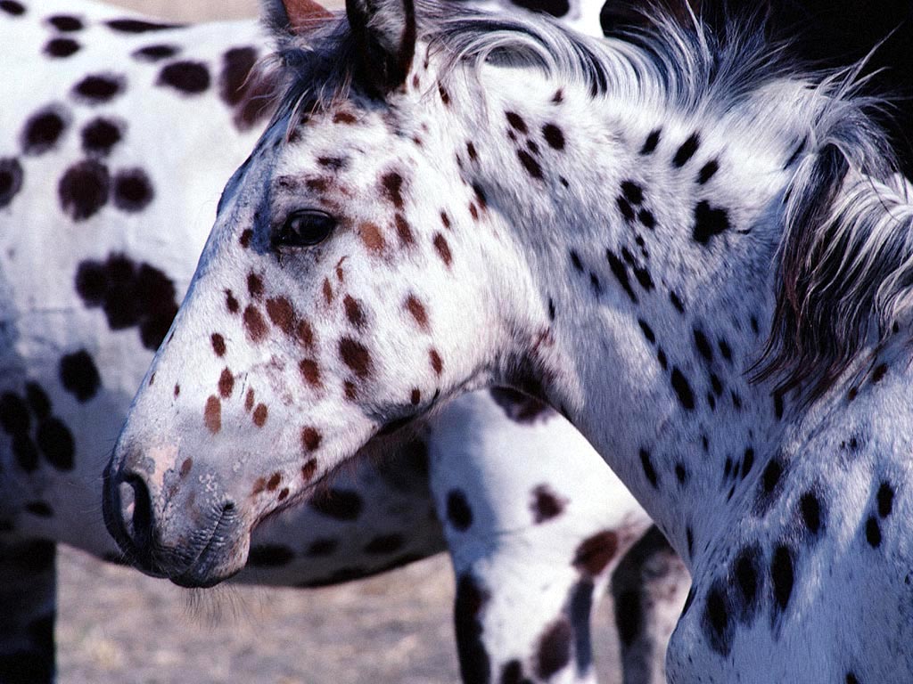 صور حصان عربي (5)